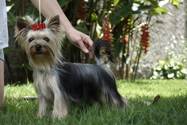 PIECE OF APPLE INDIGO GIRLS